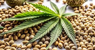 Exploring Cannabis Seeds NY Your Guide to the Best Options